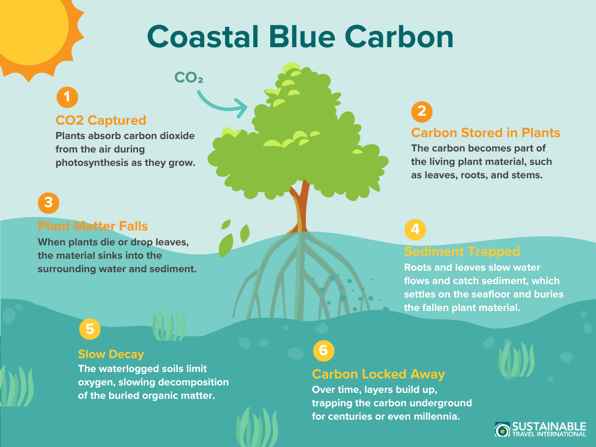 Infografis Coastal Blue Carbon