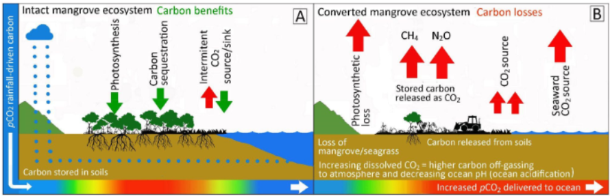 Intact vs Converted mangrove ecosystem