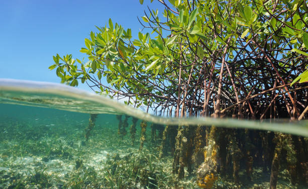 Hutan mangrove - thumbnail artikel