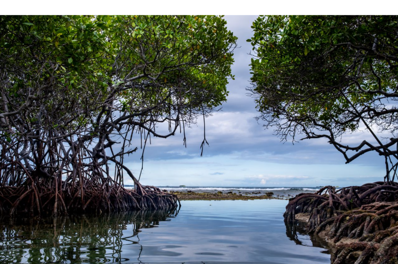 Mangrove kunci mitigasi iklim
